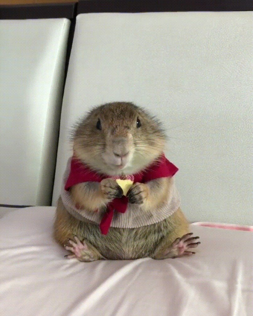 Доброе утро хомячок