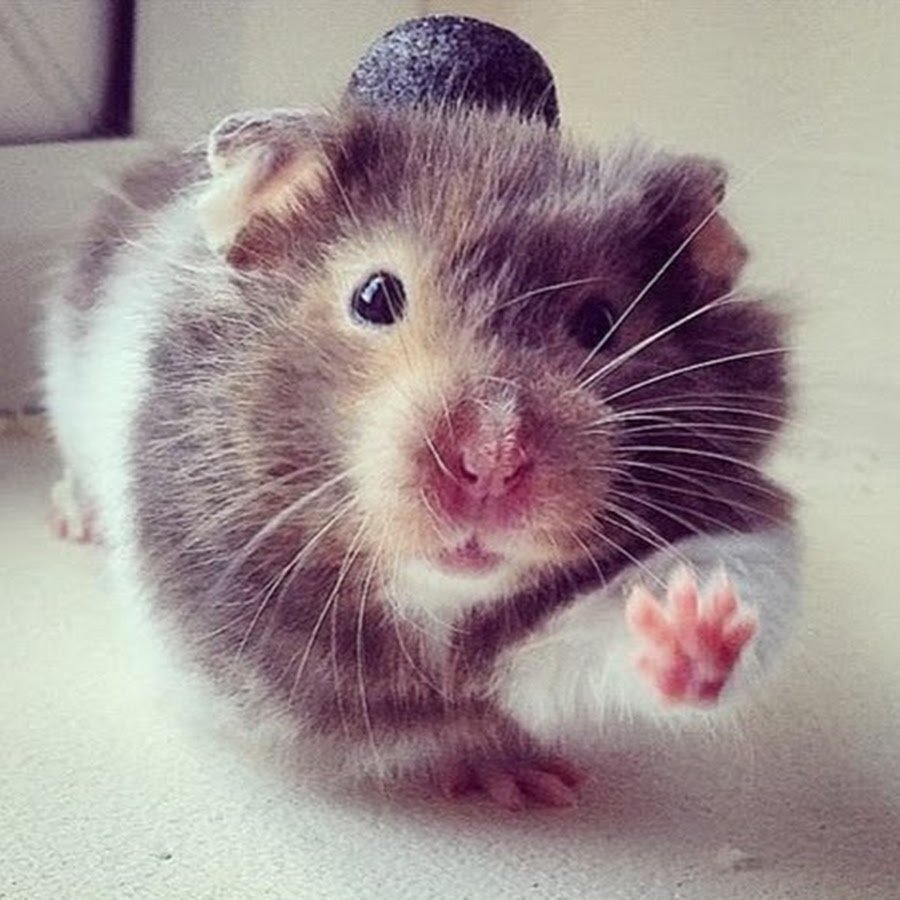 Добрый хомяк