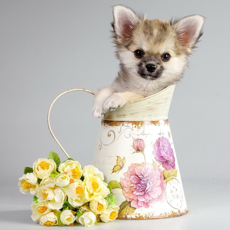 Щенок с цветами