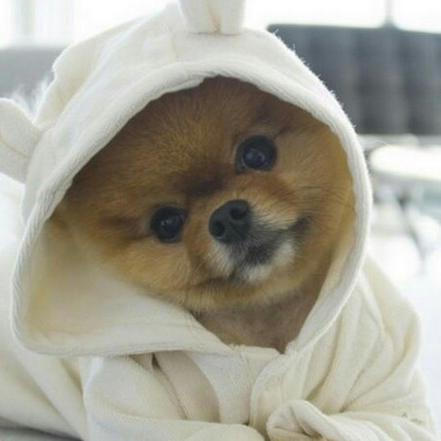 Самые популярные собаки