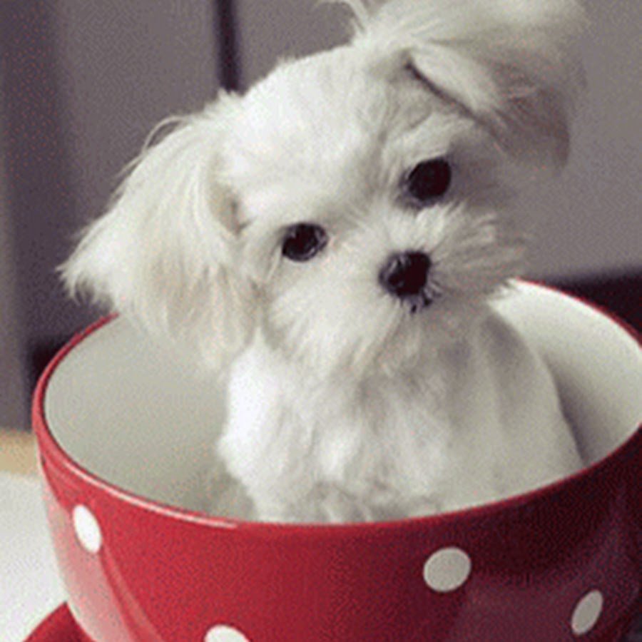 Доброе утро собачки картинки