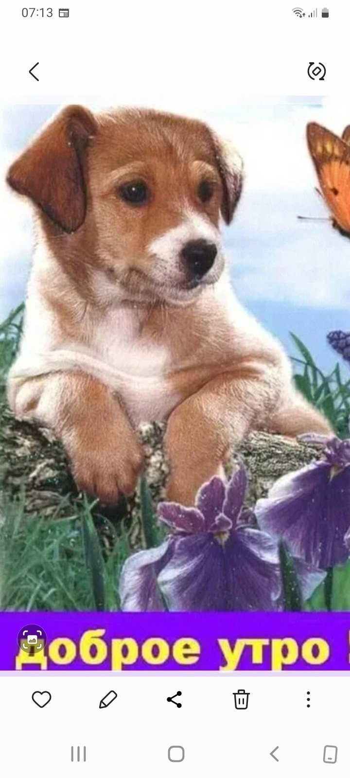 Открытки с добрым утром с собаками