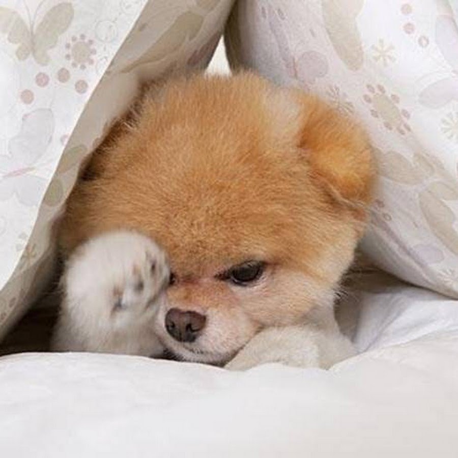 Собака проснулась