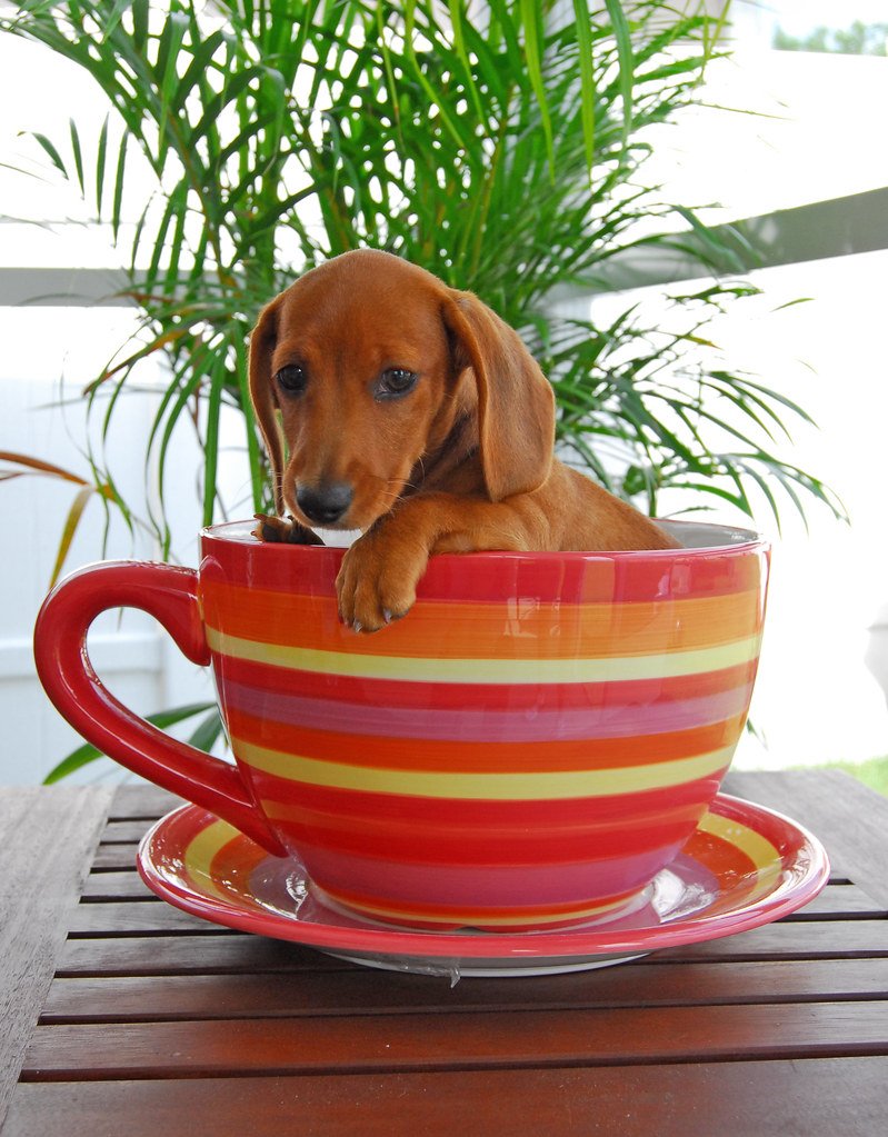 Доброе утро такса