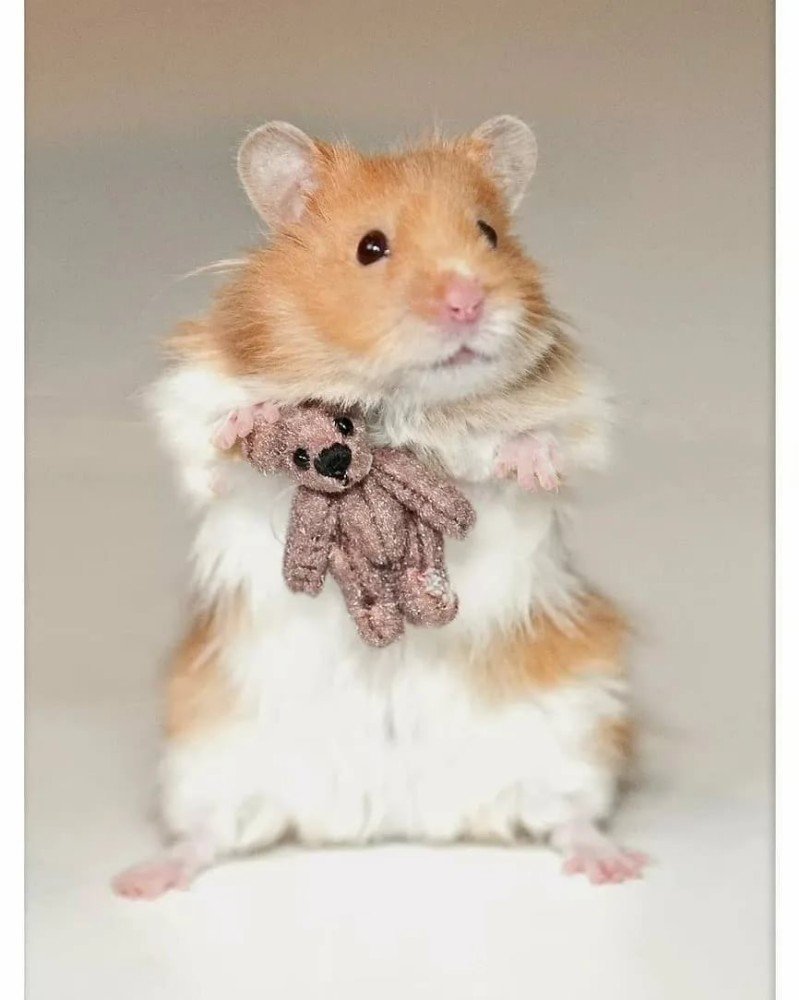 Сенегальский хомяк