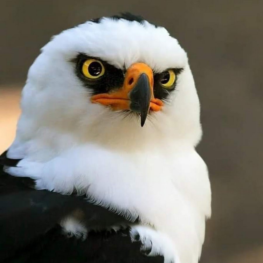 Белоголовая птица