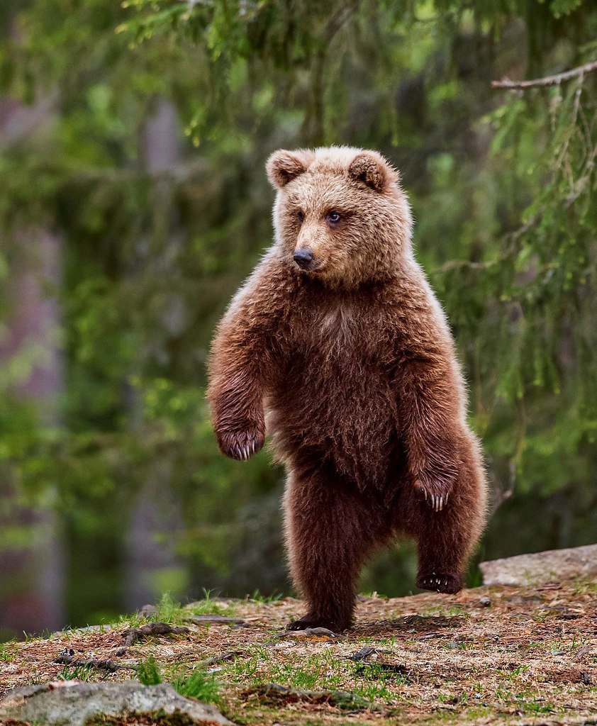 Апеннинский бурый медведь