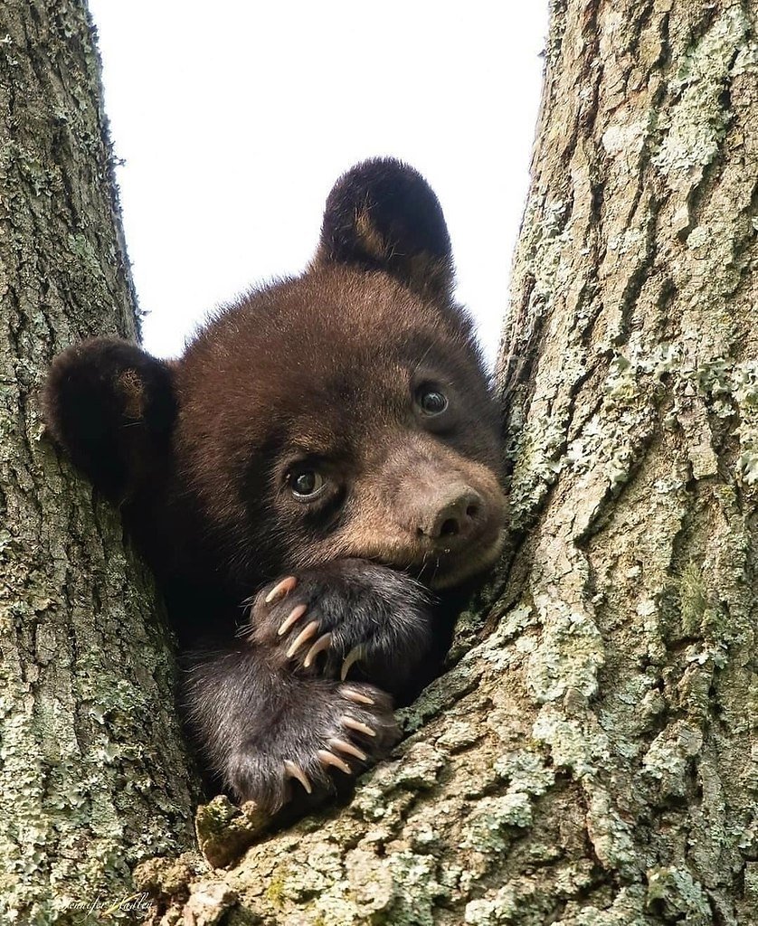 Бурый медведь косолапый