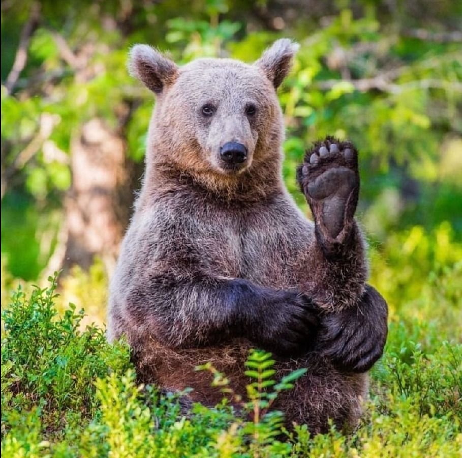 Мишка косолапый картинка