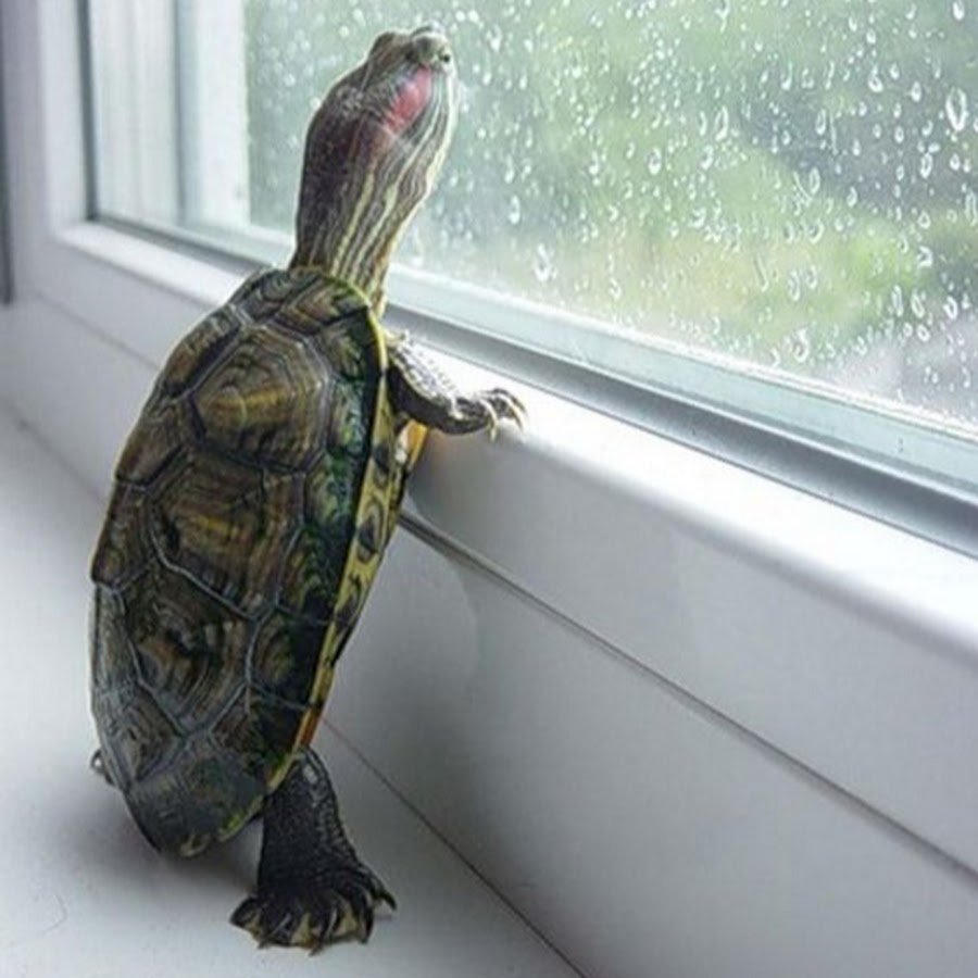 Опять дождь