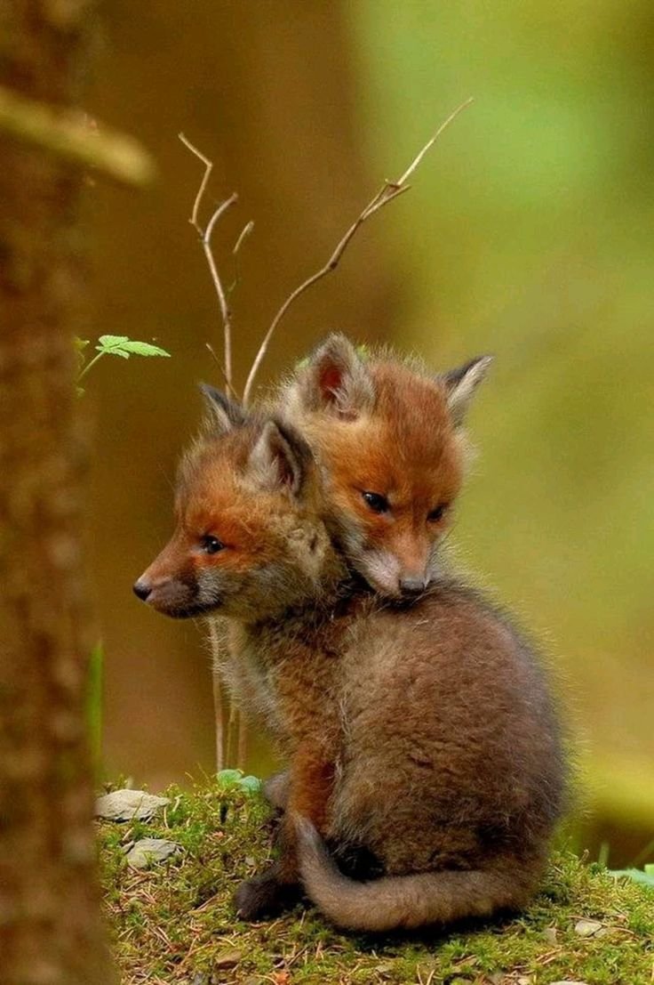 Лисенок детеныш
