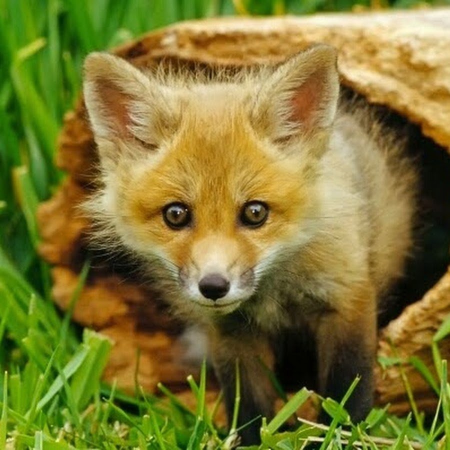 Глаза маленького Лисёнка