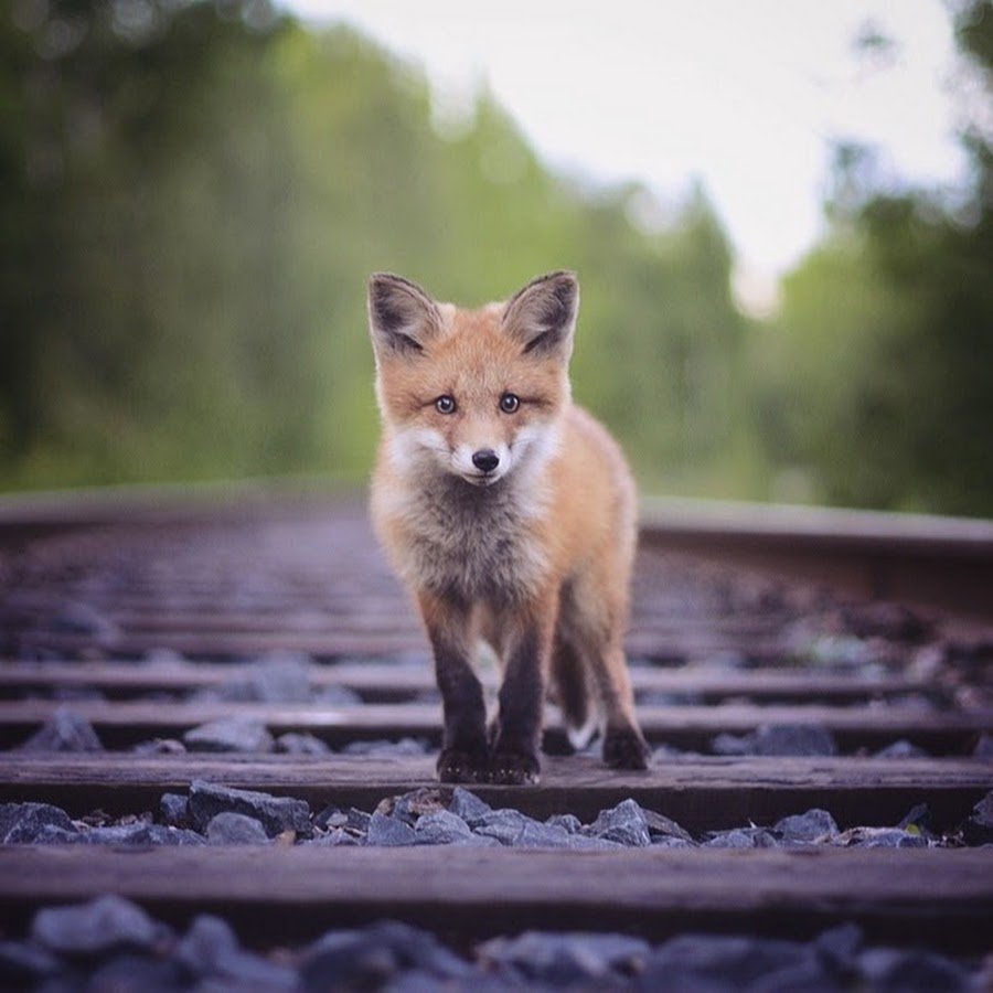 Маленькие лисята фото