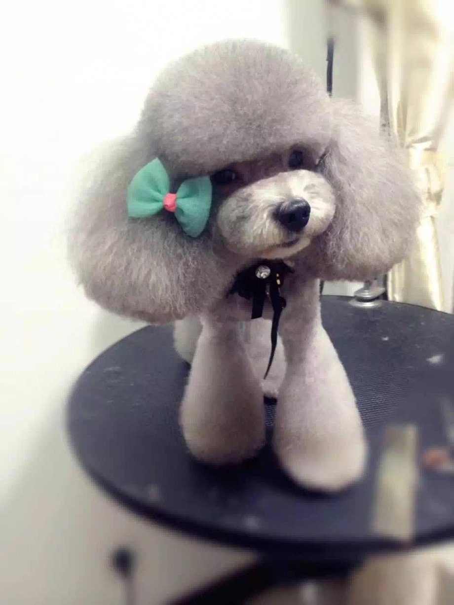 Карликовый пудель мишка