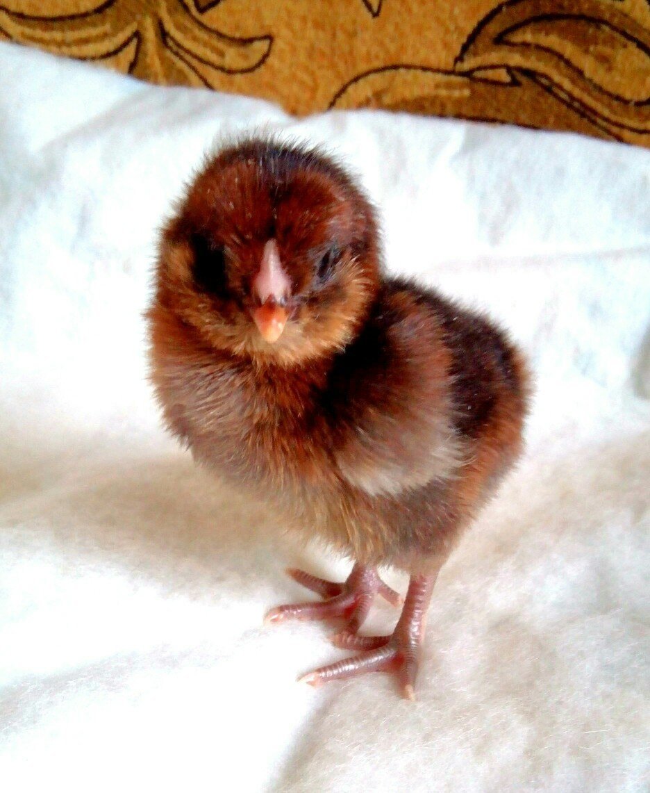 Цыплята амераукана фото