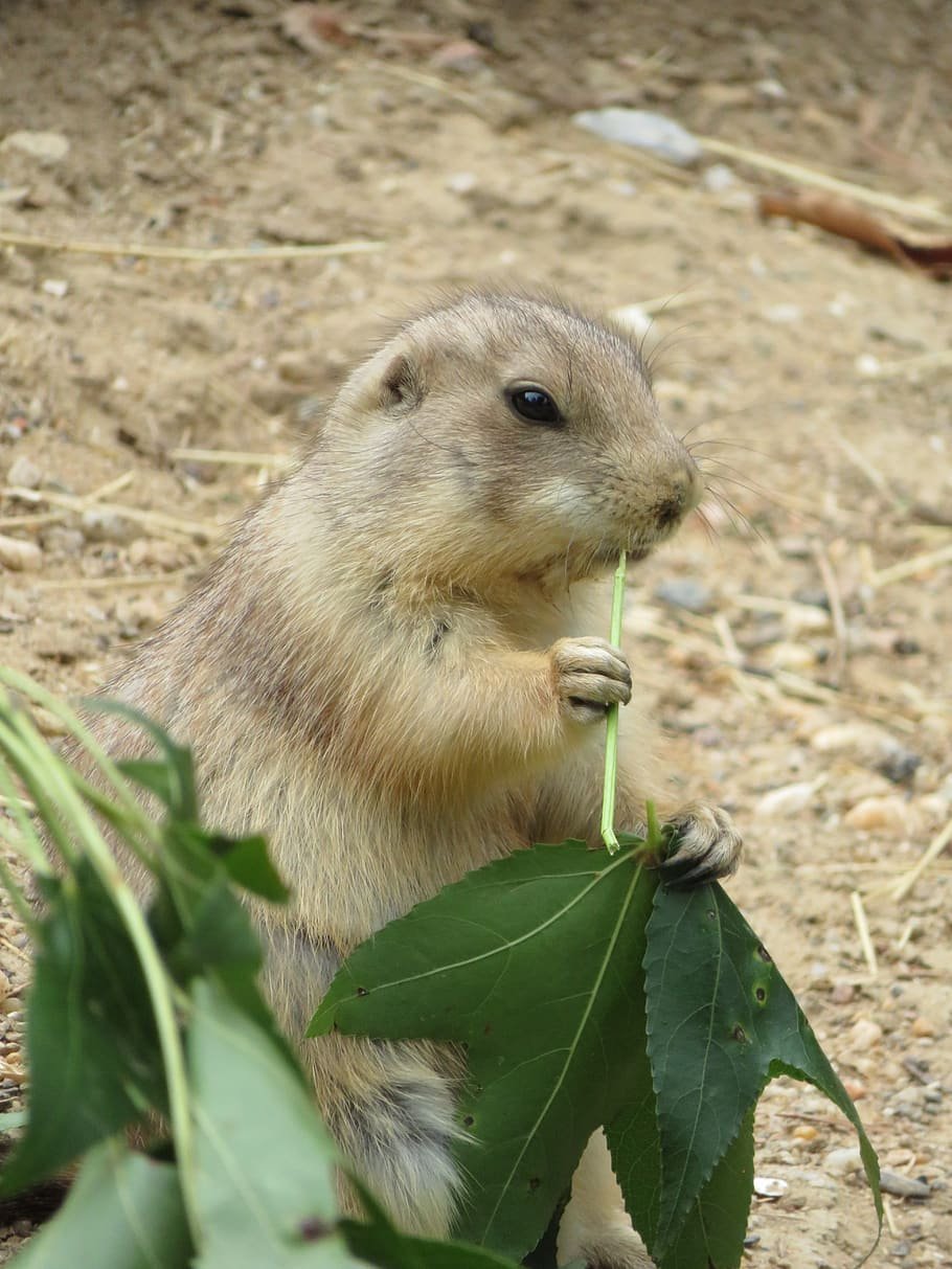 Грызуны в природе