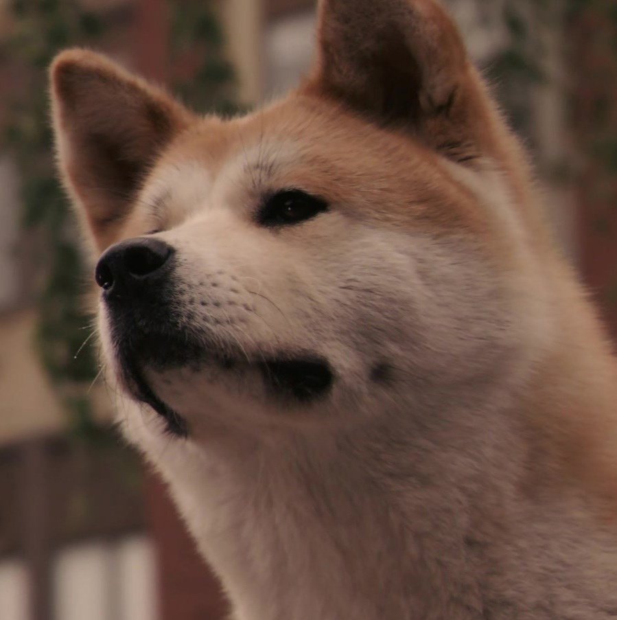 Хатико голова