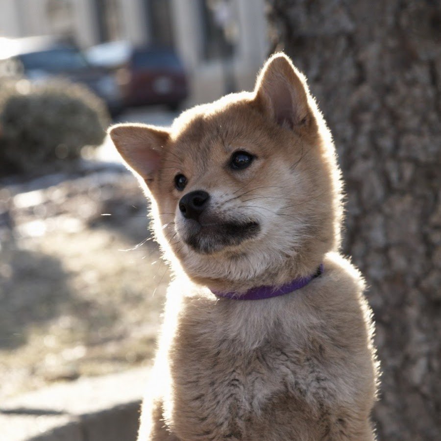 Акита-ину фильм Хатико