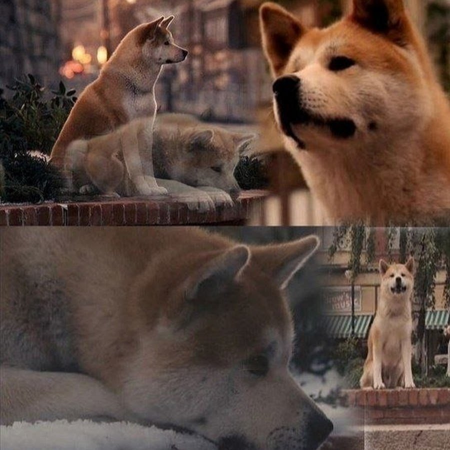 Хатико ждет