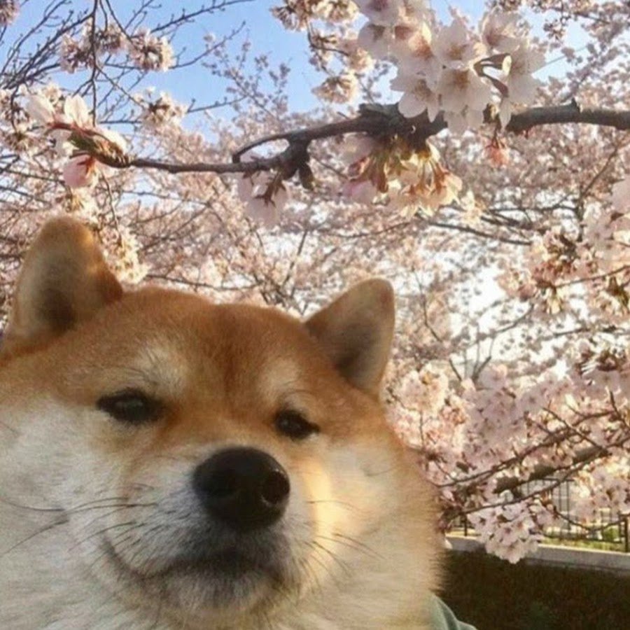 Сиба ину на аву