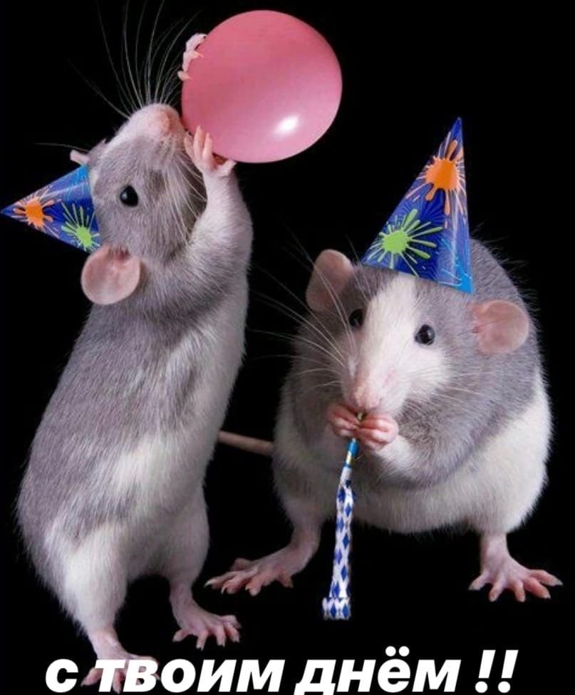 Крыса в праздничном колпаке