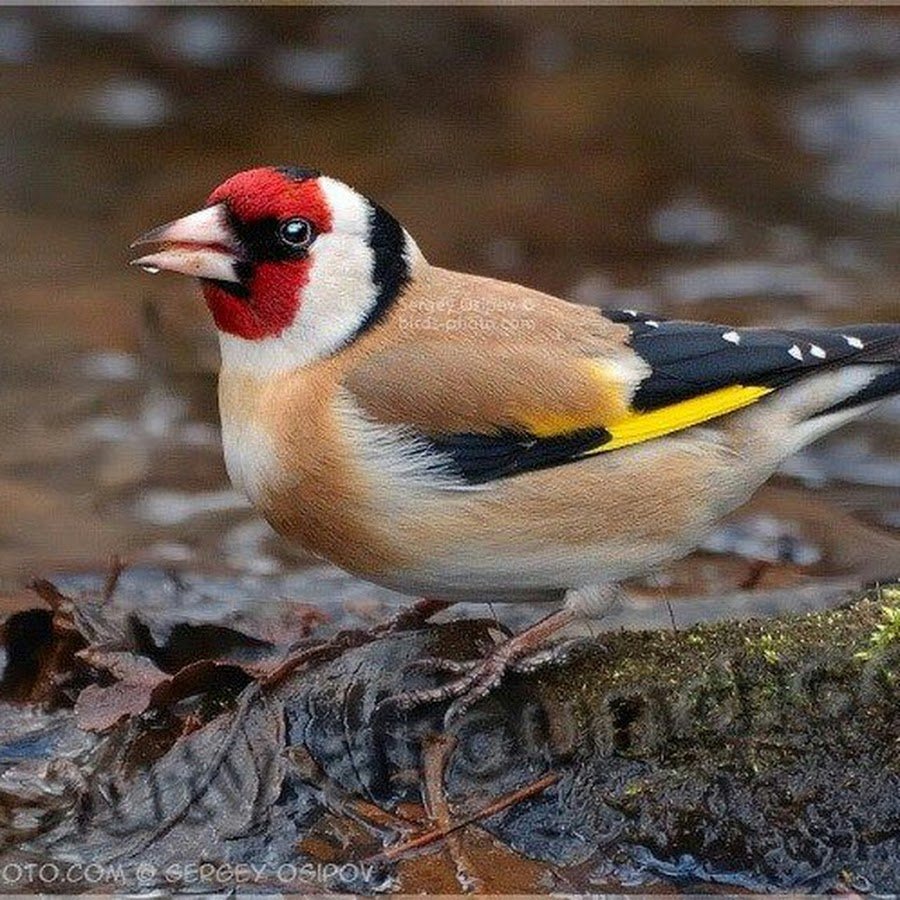 Щегол Лесной