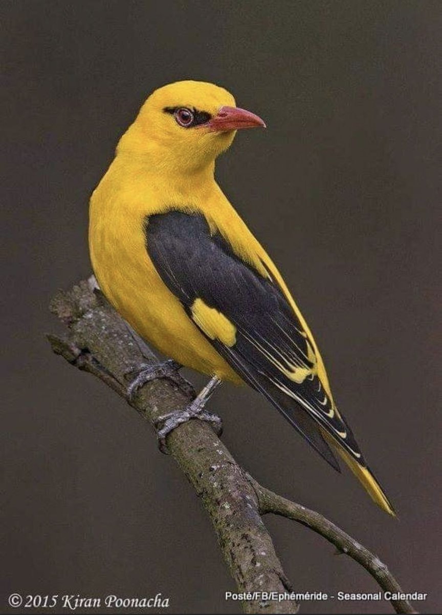 Желтый Дрозд