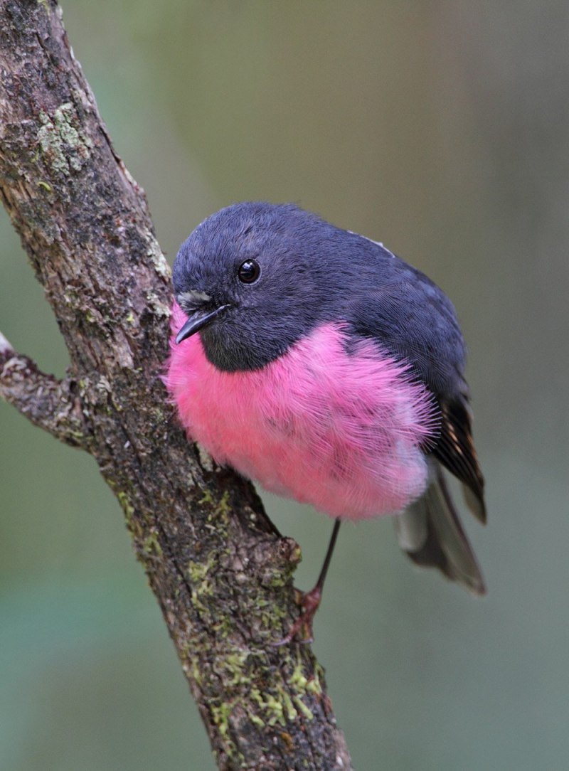 Малиновогрудая петроика