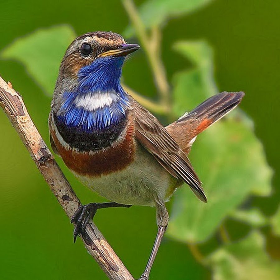 Птичка с фиолетовой грудкой