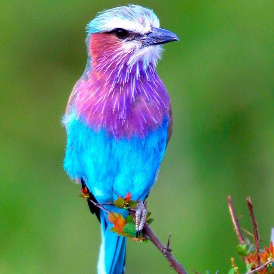 Птицы картинки