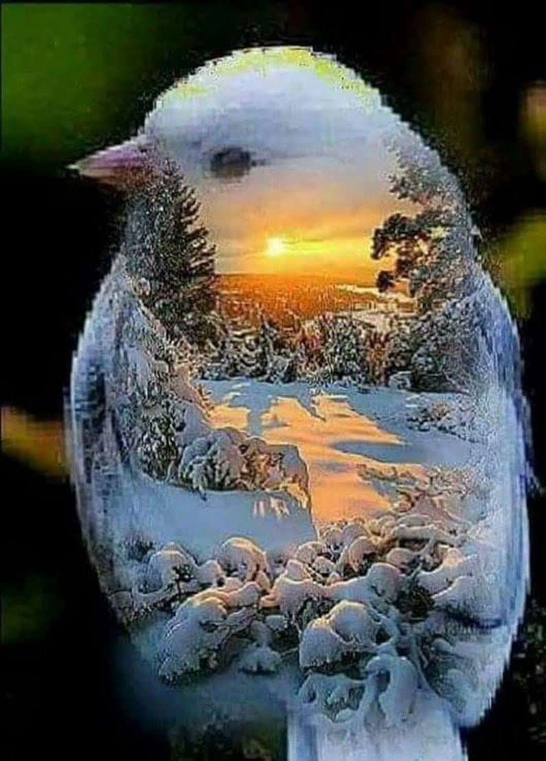 Доброго вечера птички