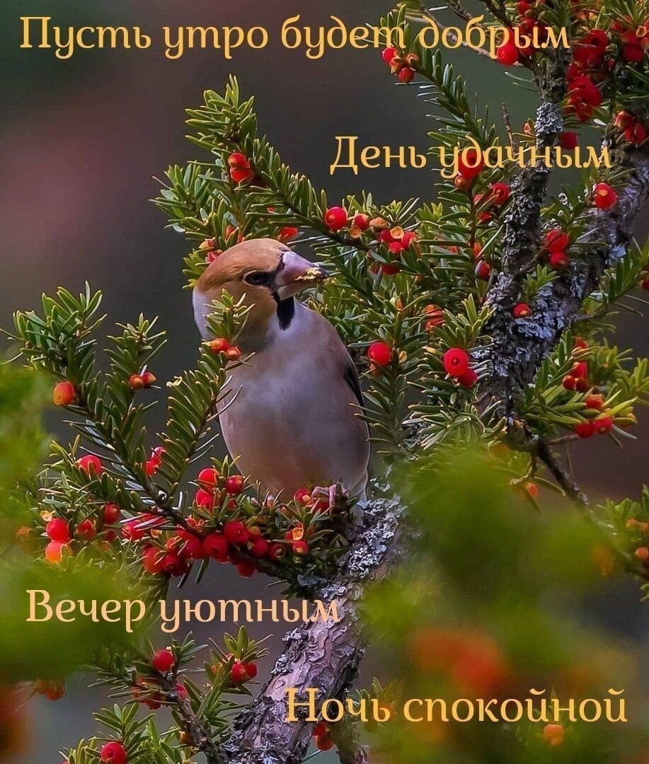 Доброе утро и удачного дня благословенного