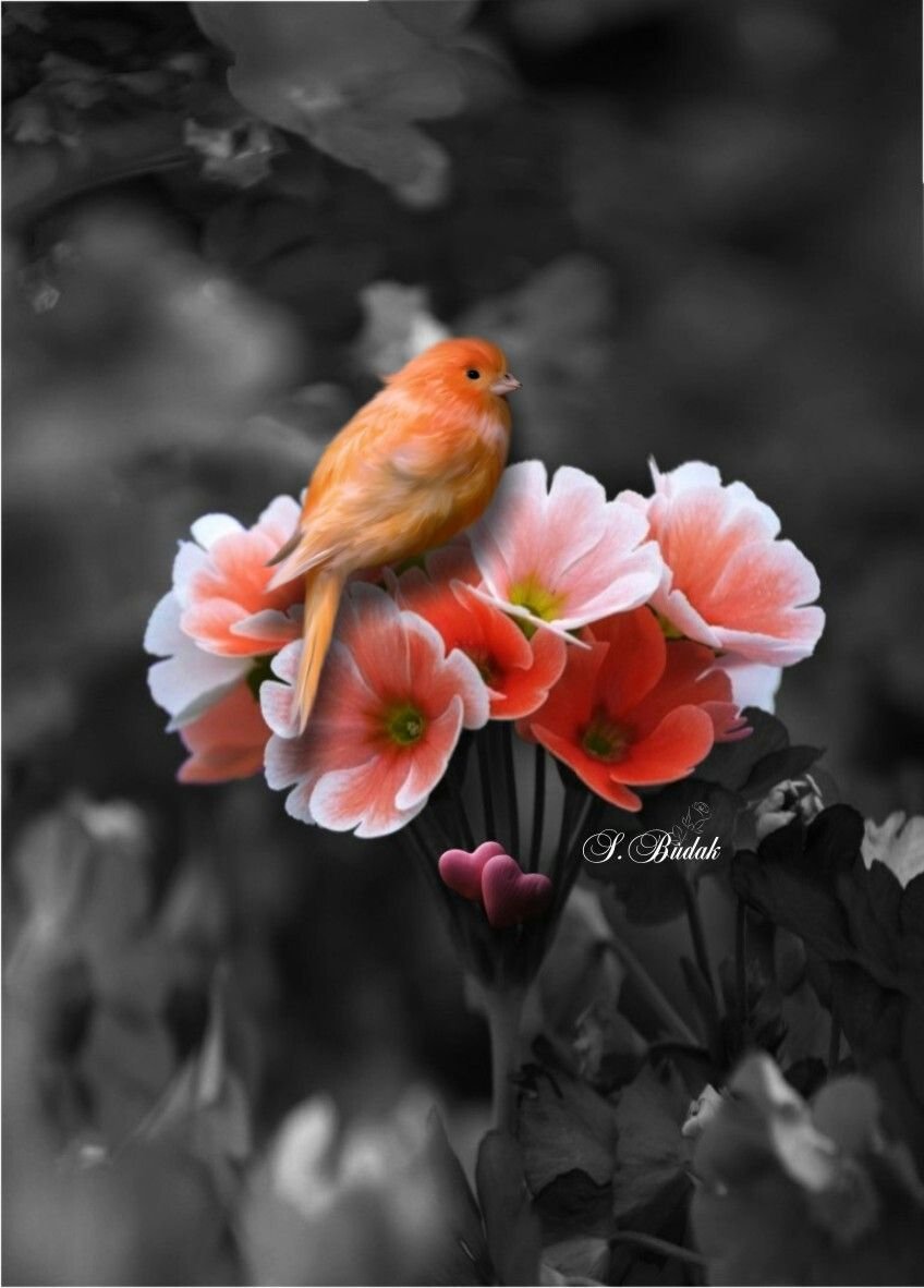 Добрый вечер цветы птицы