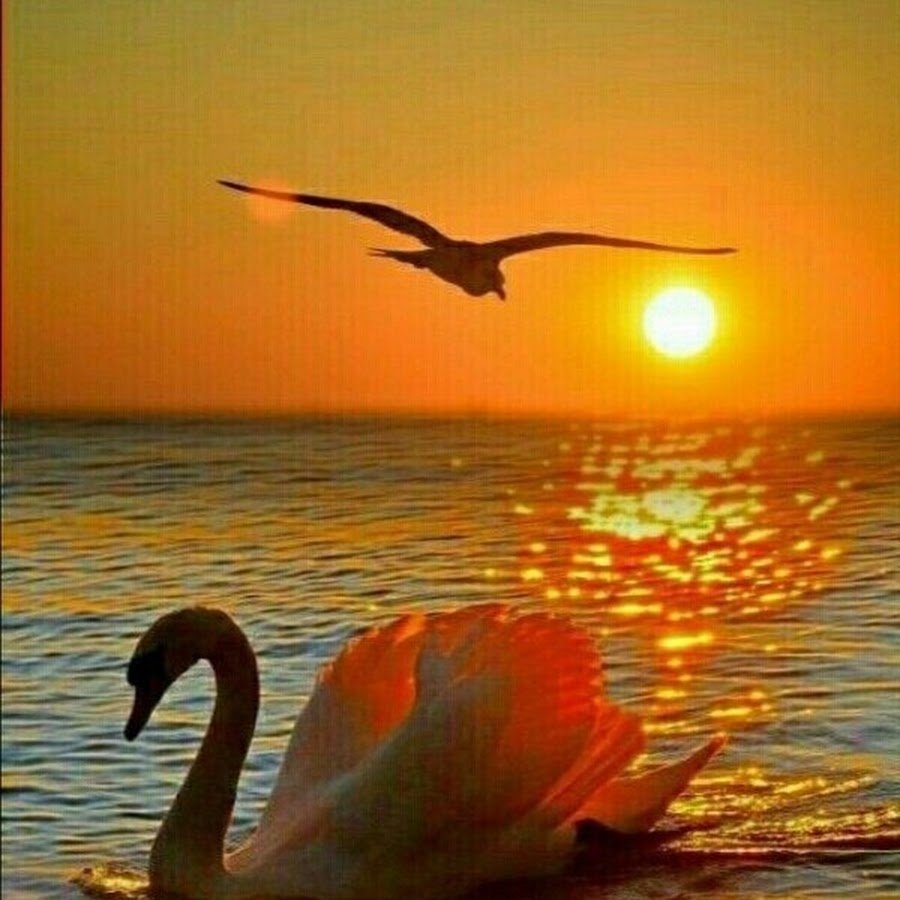 Добрый вечер красивые птицы