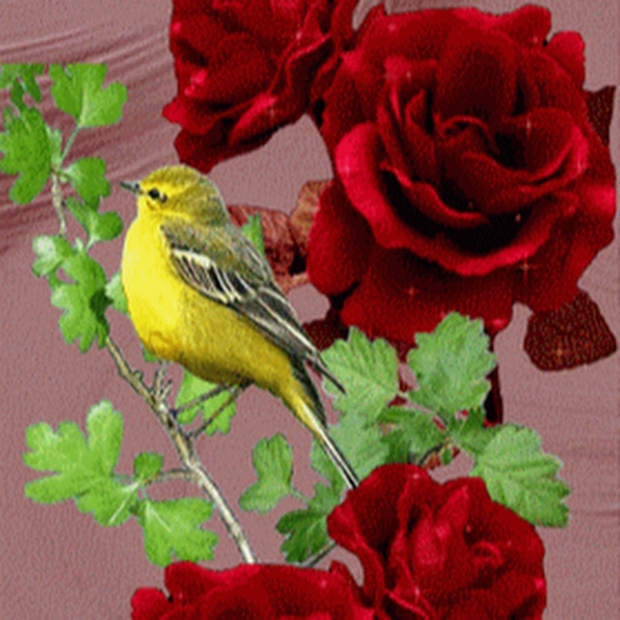 Доброго утра с птичками и розами