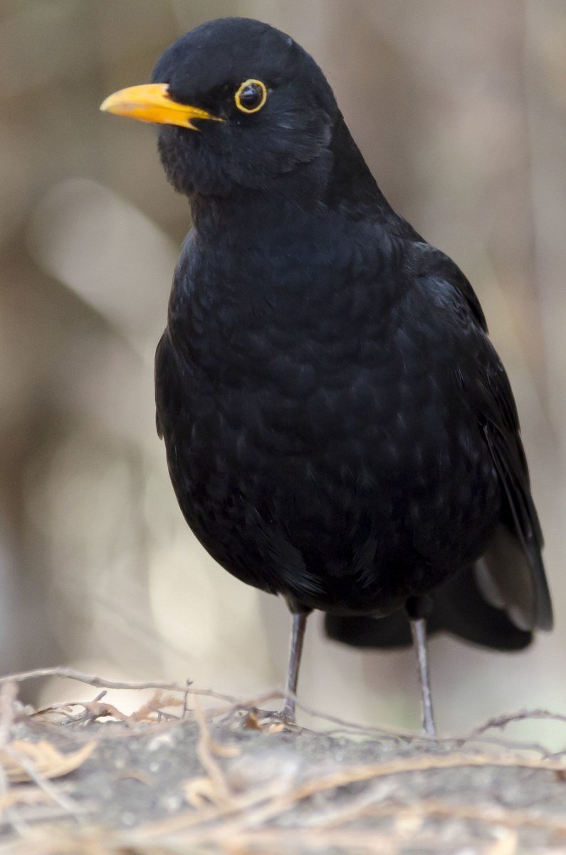 Белогрудый Дрозд