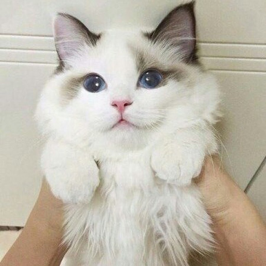 Кот с розовыми щеками