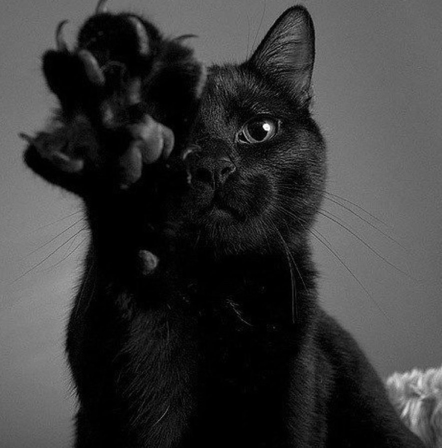 Грациозная черная кошка