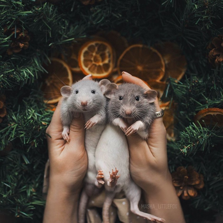 Милые крысы новый год