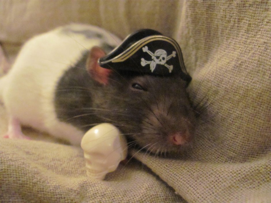 Пиратская крыса