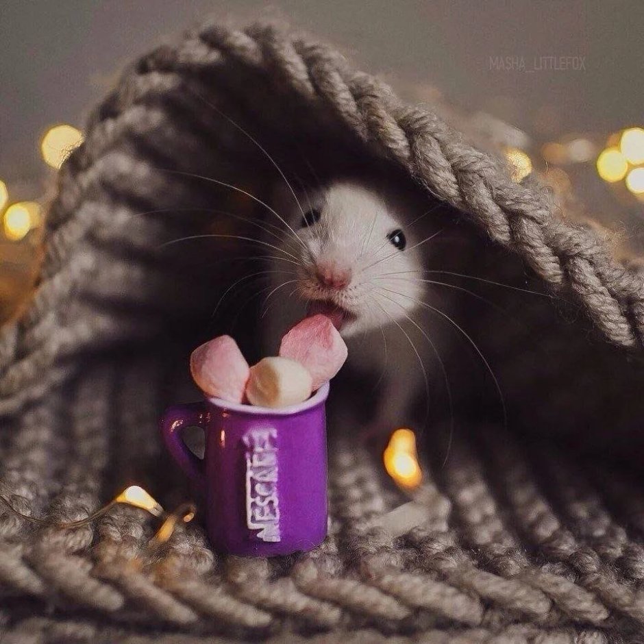 Милый мышонок