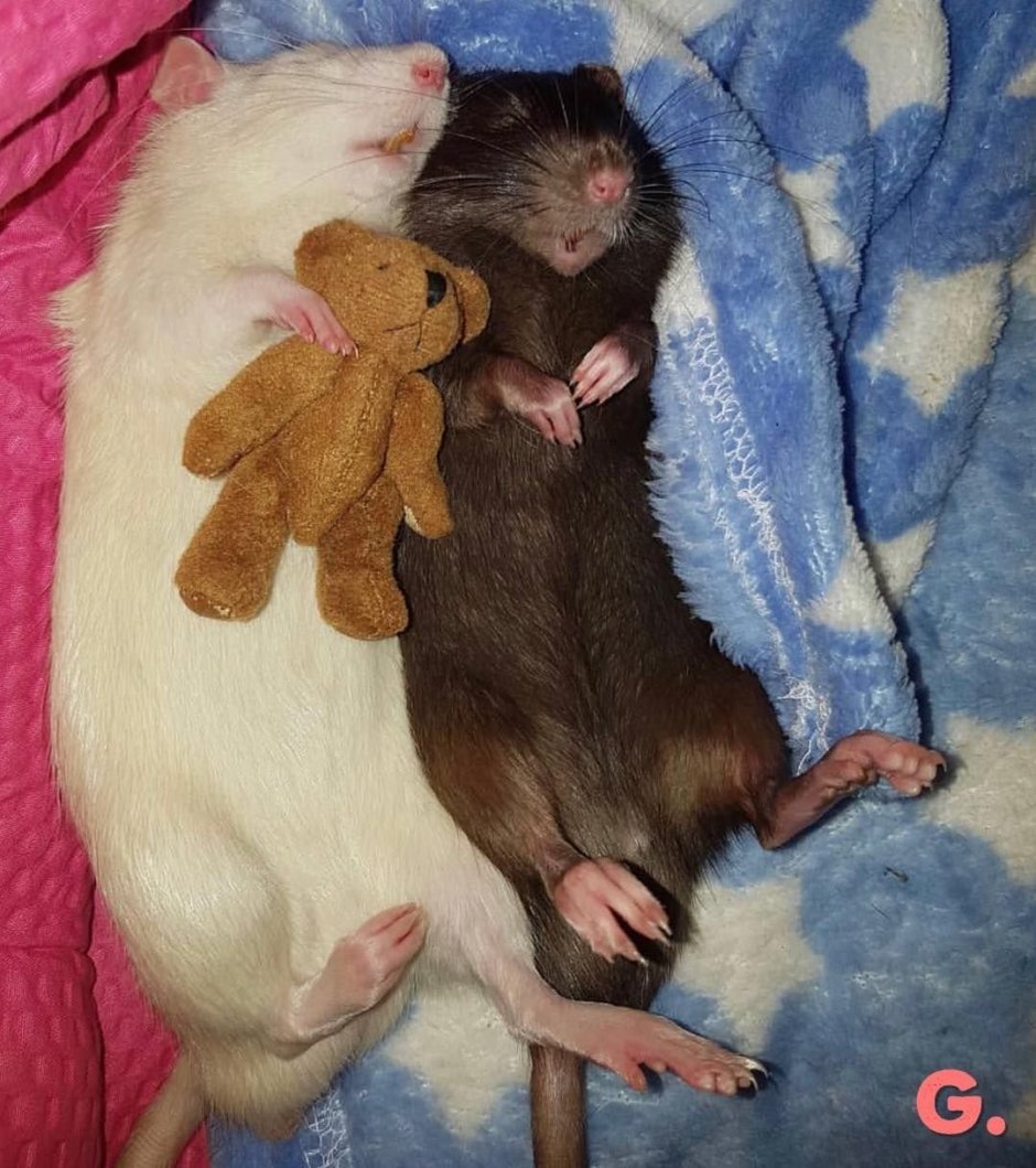 Крысы подружки