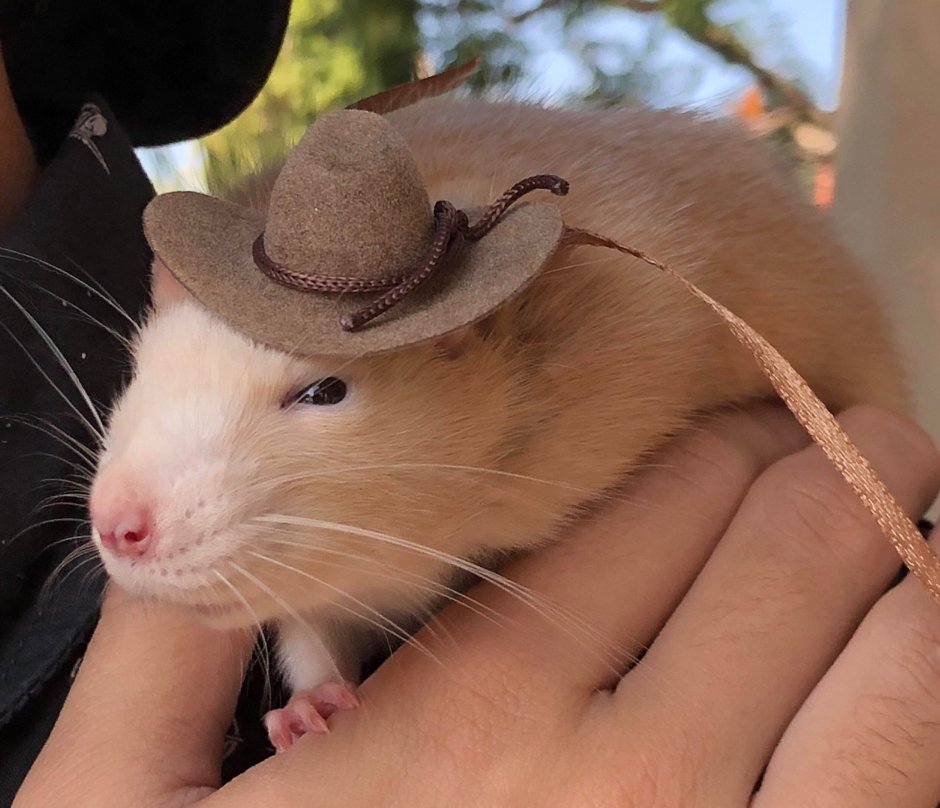 Ты крыса я крыса