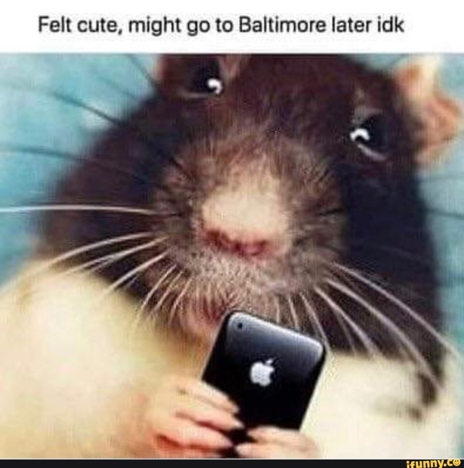 Крыса с телефоном