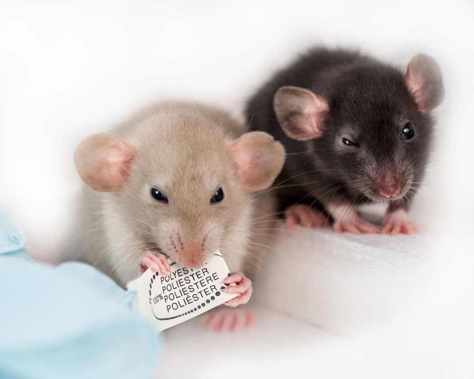 Фото двух крыс в кепках