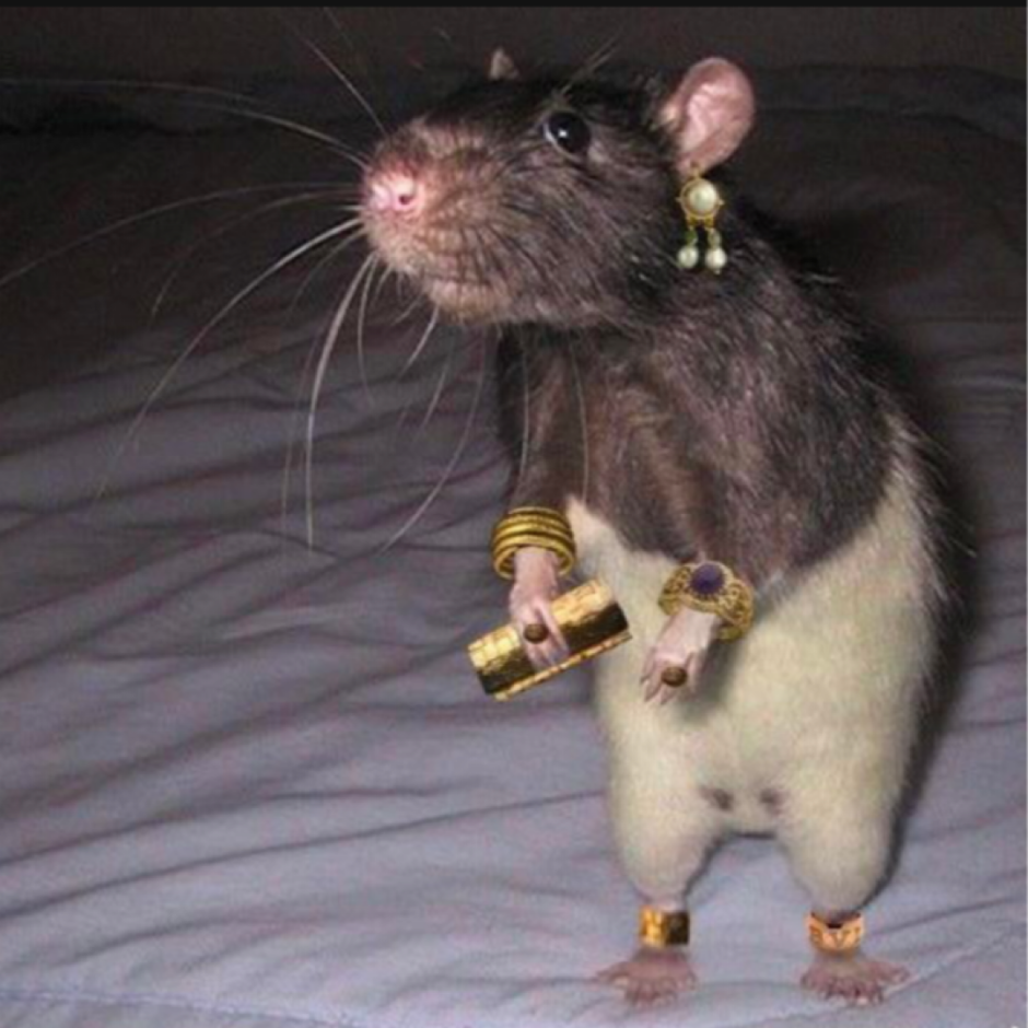 Крыса с длинными волосами