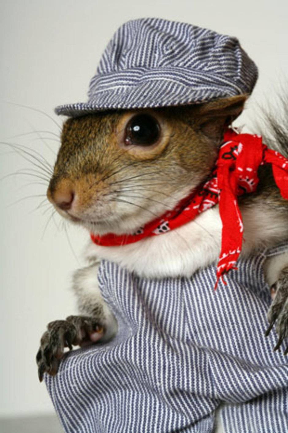 Белка костюм