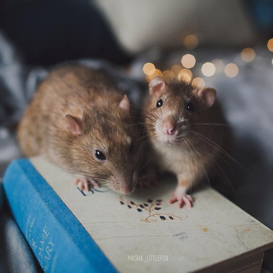 Два мышонка