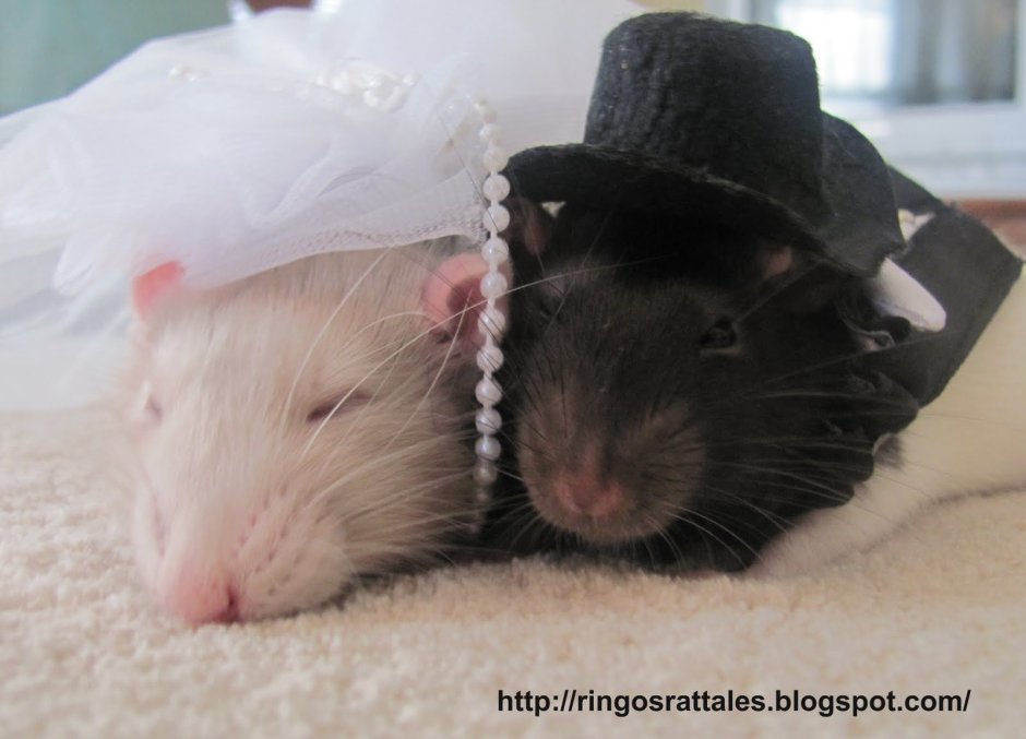 Крыса в свадебном платье