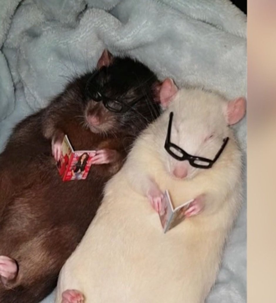 Две крысы в шапочках